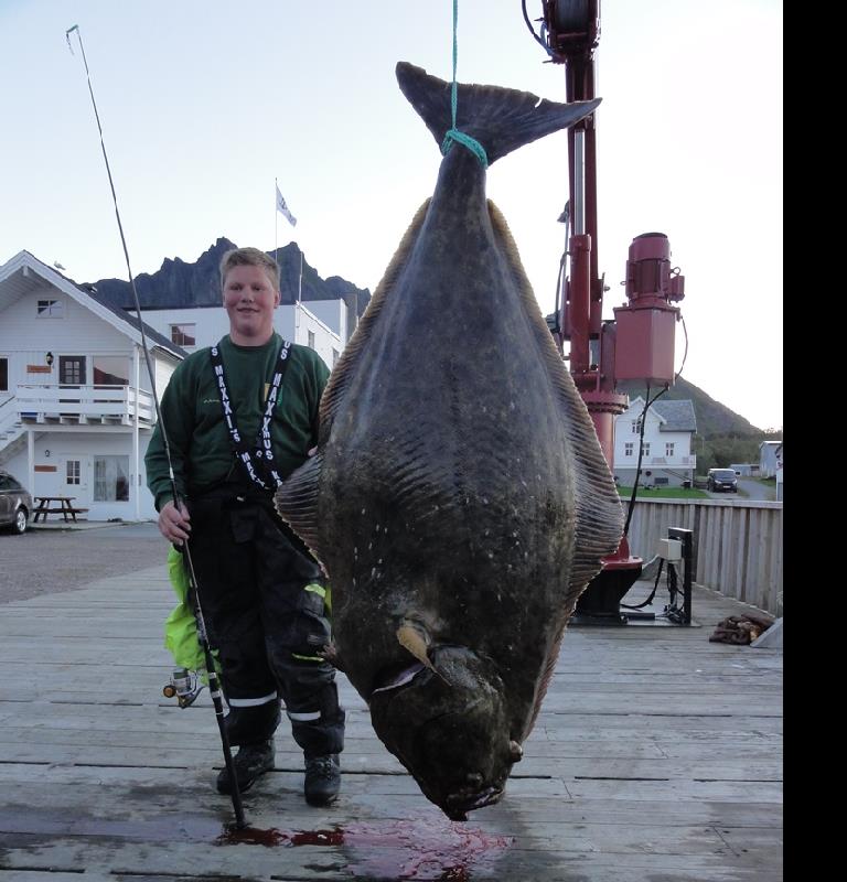 halibut norway.jpg